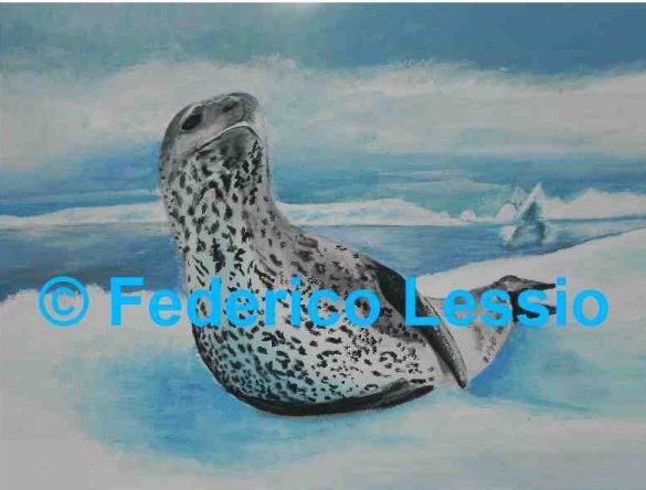 fauna antartica 2: foca leopardo